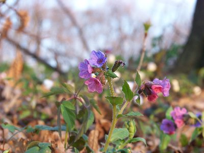 Miodunka ćma (Pulmonaria obscura)(03.04.2010)