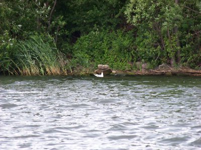 bernardynka 2012 147 (Kopiowanie).jpg