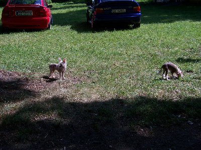 bernardynka 2012 189 (Kopiowanie).jpg