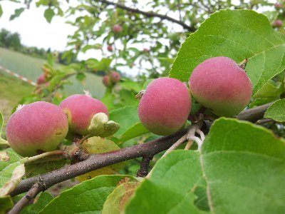 2012-06-13 09.57.24.jpg (281.02 KiB) Przejrzano 91 razy 2012-06-13 09.57.24.jpg