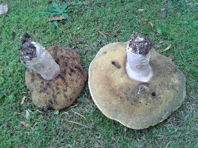 Te są robaczywe i stare, wywaliliśmy na śmietnik.