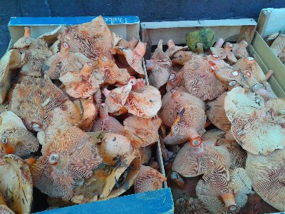 20131027_113007 (Kopiowanie).jpg