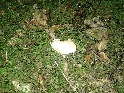 Kolczak obłączasty