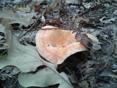 Mleczaj późnojesienny (Mleczaj jodłowy)