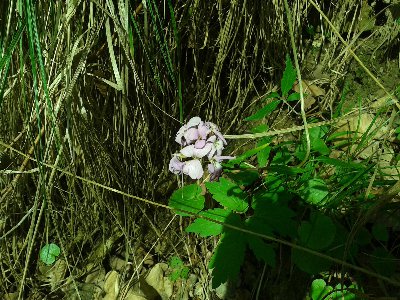 żywiec cebulkowy.jpg