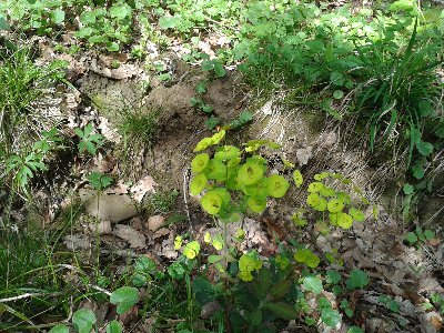 wilczomlecz migdałolistny 2.jpg