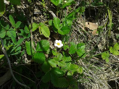 poziomka pospolita.jpg