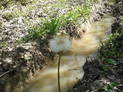 podbiał pospolity owocostan.jpg