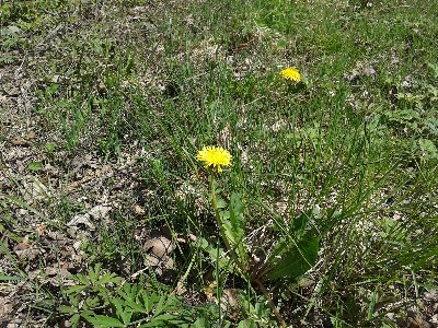 mniszek lekarski.jpg