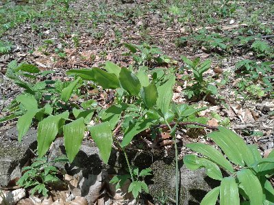 kokoryczka wielokwiatowa.jpg