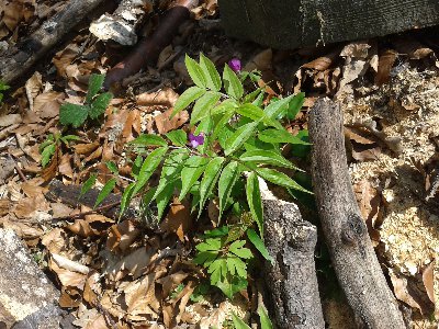 groszek wiosenny 2.jpg