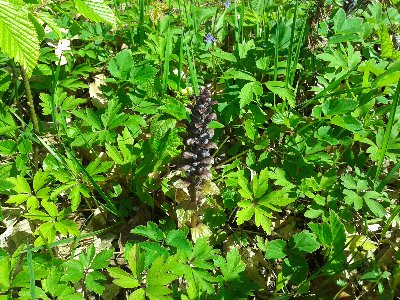 dąbrówka rozłogowa.jpg