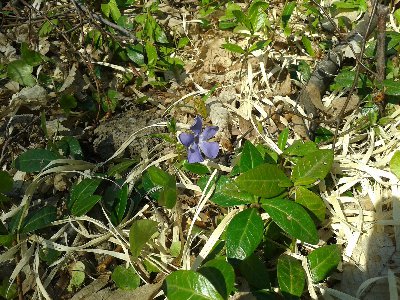 barwinek pospolity.jpg