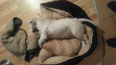 rps20140907_192931.jpg (115.16 KiB) Przejrzano 113 razy rps20140907_192931.jpg