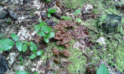 pieorznik trąbkowaty.jpg