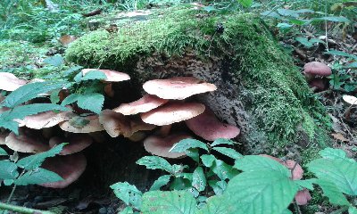 rycerzyk czerwonozłoty1.jpg