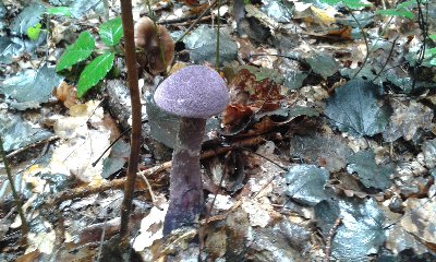 zasłoniak fioletowy.jpg