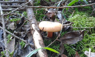 IMG_20141102_124105 (Kopiowanie).jpg