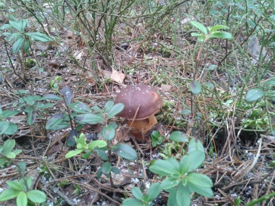 To białe na podgrzybkach to nie mój łupież tylko śnieg ;)