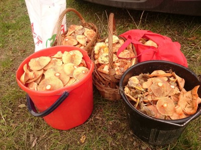 Jakaś 1/4 dwudniowych zbiorów - mleczaj późnojesienny, gdyby zbierać opieńki to mozna zebrać... każdą ilość. Sezon dopisał.