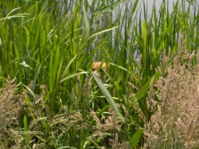 HPIM4303 (Large).JPG