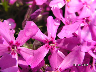 Dxiałka 2004 750.jpg