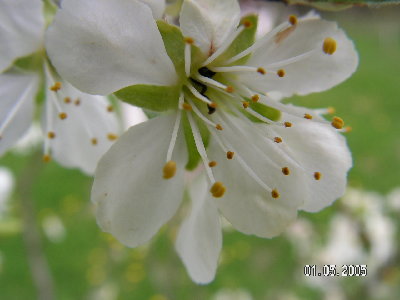 Dxiałka 2004 760.jpg