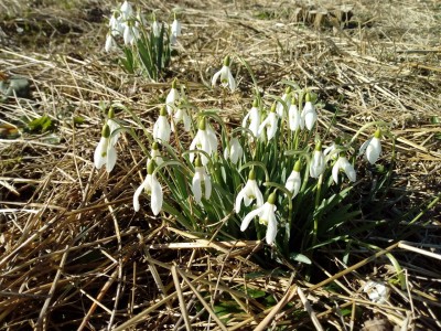 Wiosenny prognostyk ;)