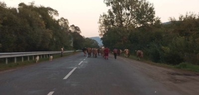 Nieprzewidywalność zdarzeń drogowych