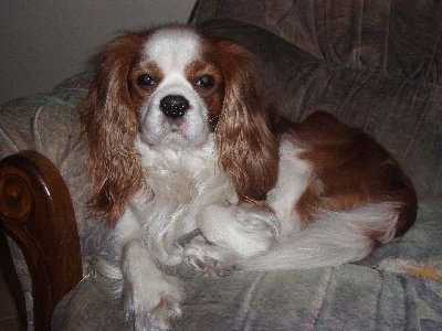 Cavalier King Charles Spaniel