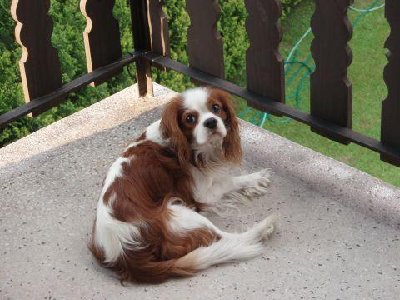Cavalier King Charles Spaniel