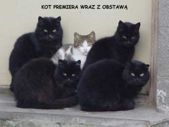 Kot_jarka_z_BORem.jpg