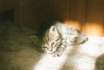 A takie słodkie kociątko było...
