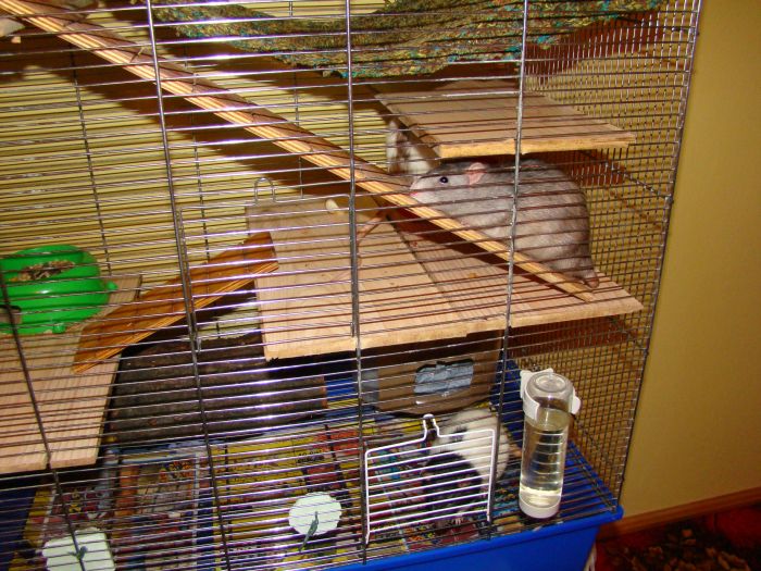 A mieszkają sobie w takim domku