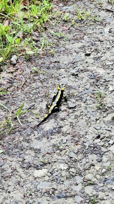 IMG_0544.JPG